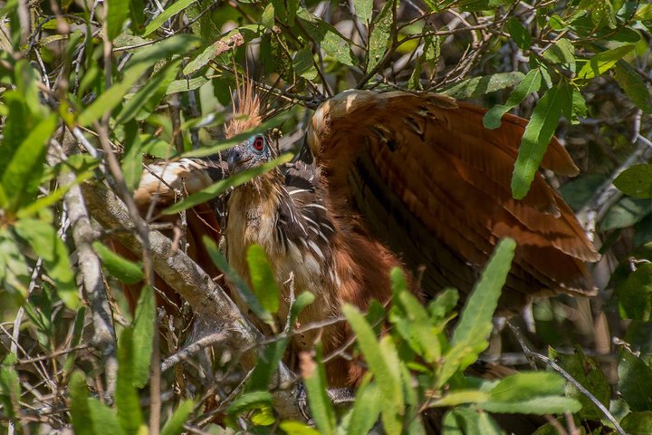 Rurrenabaque Pampas. 3 Days & 2 Nights.PRIVATE TOUR 3PPL MIN