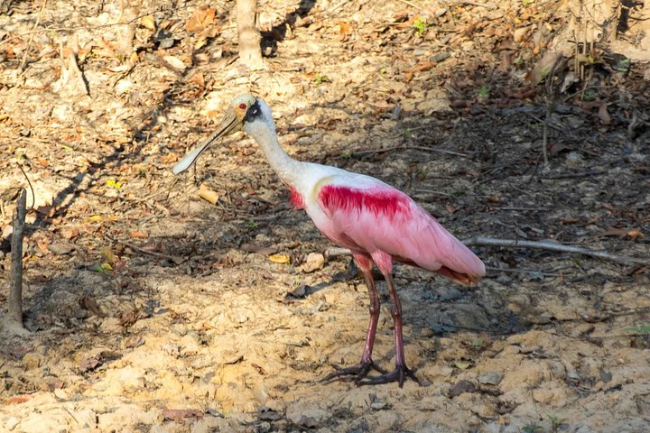 Rurrenabaque Pampas. 3 Days & 2 Nights.PRIVATE TOUR 3PPL MIN
