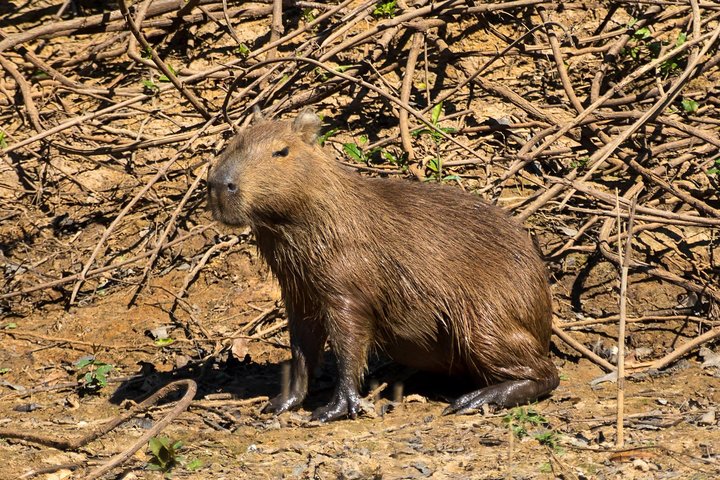 Rurrenabaque Pampas. 3 Days & 2 Nights.PRIVATE TOUR 3PPL MIN
