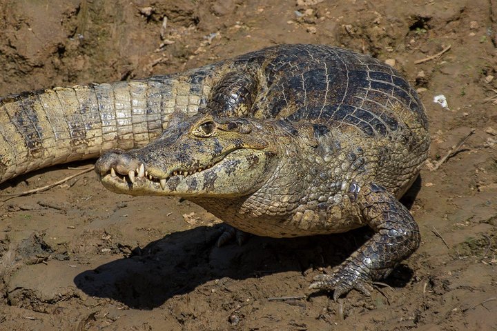 Rurrenabaque Pampas. 3 Days & 2 Nights.PRIVATE TOUR 3PPL MIN