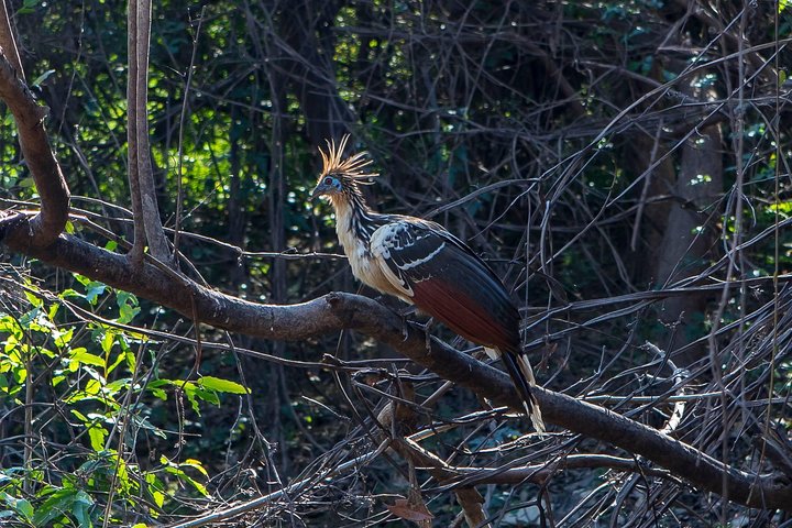 Rurrenabaque Pampas. 3 Days & 2 Nights.PRIVATE TOUR 3PPL MIN
