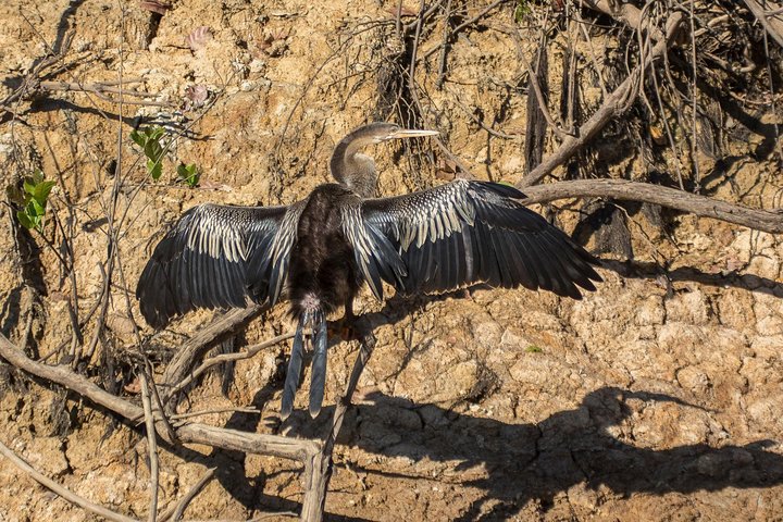 Rurrenabaque Pampas. 3 Days & 2 Nights.PRIVATE TOUR 3PPL MIN