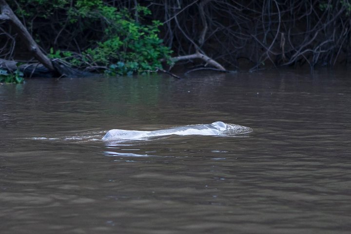 Rurrenabaque Pampas. 3 Days & 2 Nights.PRIVATE TOUR 3PPL MIN