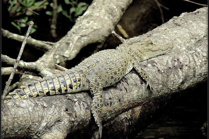 Daintree Rainforest, Mossman Gorge Small-Group from Port Douglas