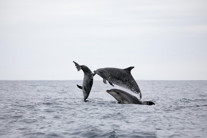 Azores Whale Watching Tour – Ponta Delgada