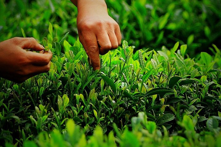 Authentic Hangzhou Longjing Tea Culture Experience Tour