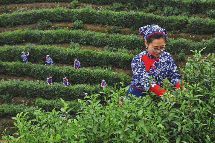 Authentic Hangzhou Longjing Tea Culture Experience Tour