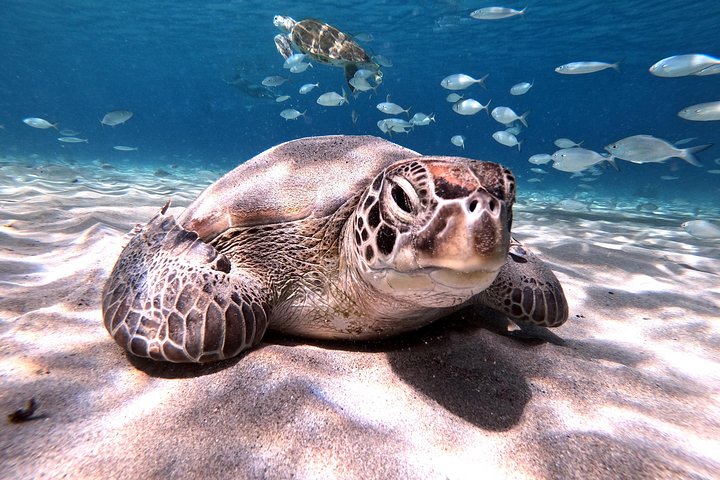 Unforgettable Sea Turtle Swim & Grote Knip Beach Escape