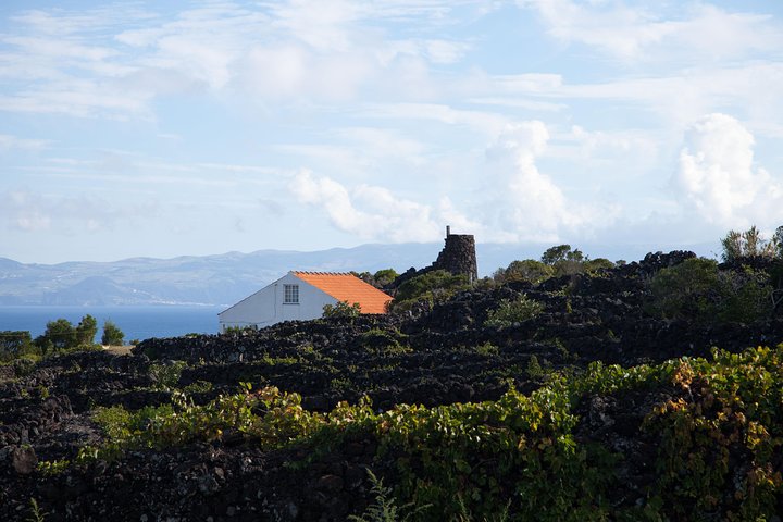 Banana Trip - Full day private tour to Pico with Round Trip from Faial