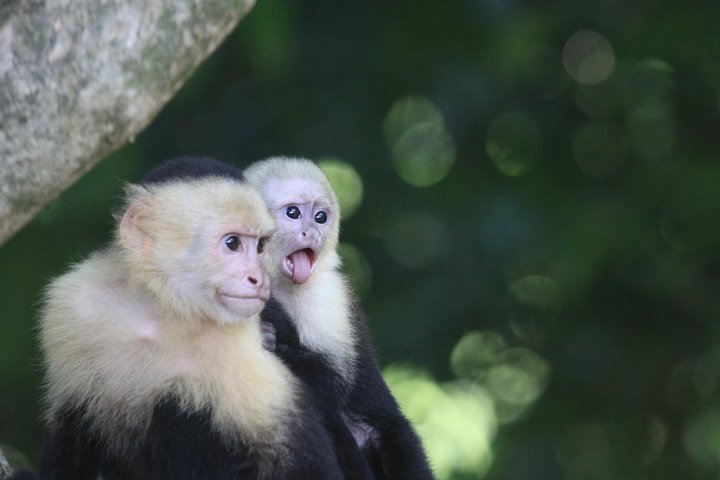 Manuel Antonio National Park Guided Tour with ticket option