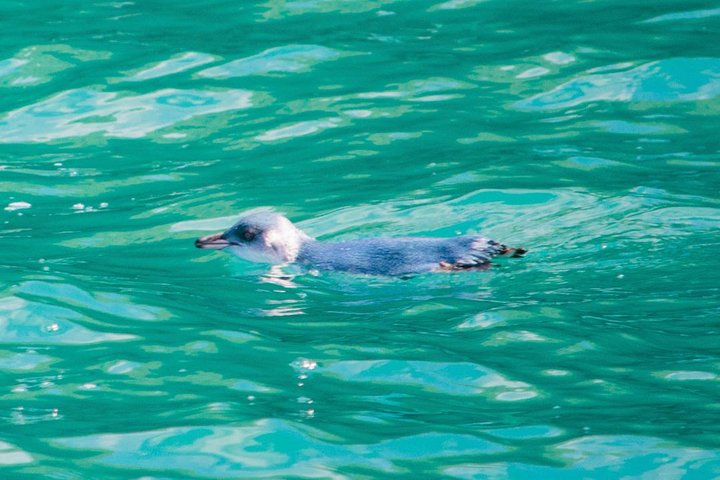 Akaroa Dolphins ~ Harbour Nature Cruise