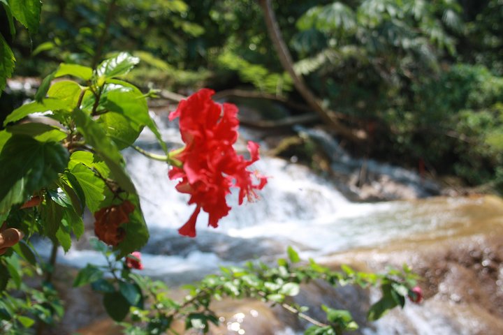 PALENQUE RUINS, AGUA AZUL and MISOL-HA (Private)