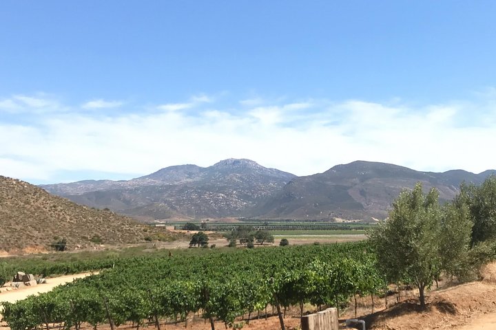 Premium Valle de Guadalupe Wine and Food Tour