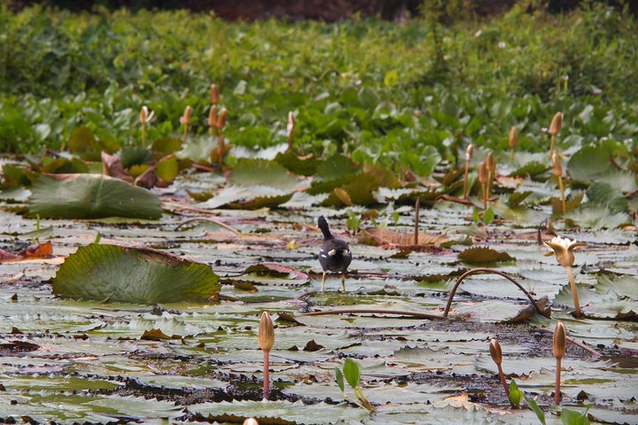 Kayaking tour in the Chagres River