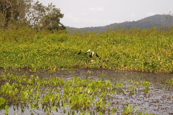 Kayaking tour in the Chagres River