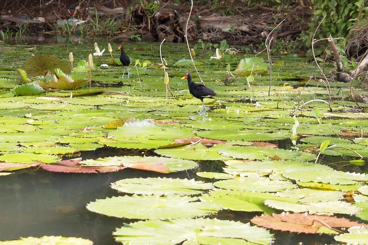 Kayaking tour in the Chagres River