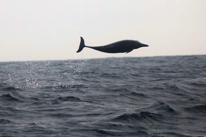 Observation of dolphins