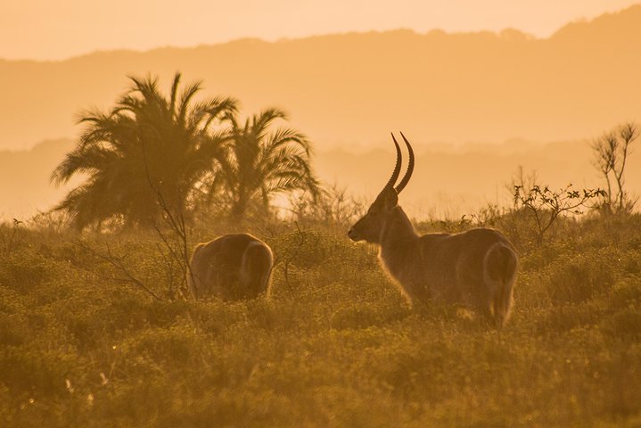 Full day Cape Vidal, iSimangaliso Wetland Safari