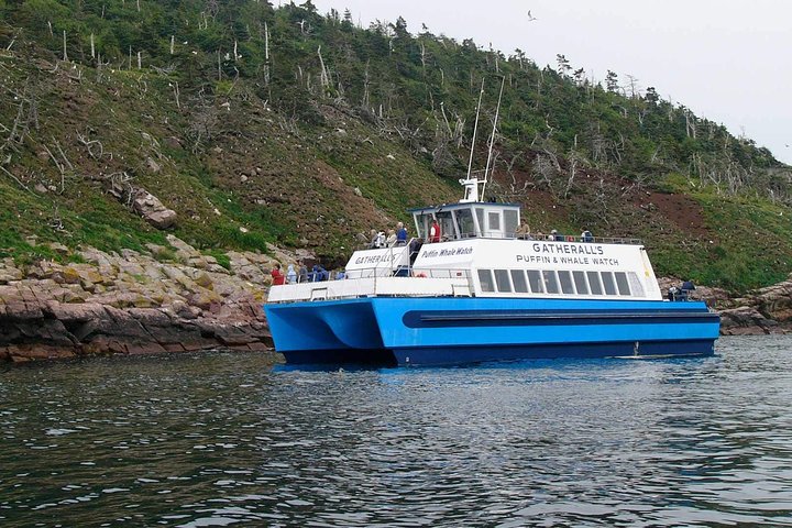 Newfoundland Puffin and Whale Watch Cruise