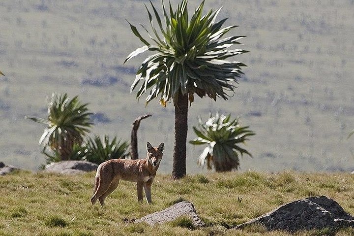 Simien Mountains – 4 Days