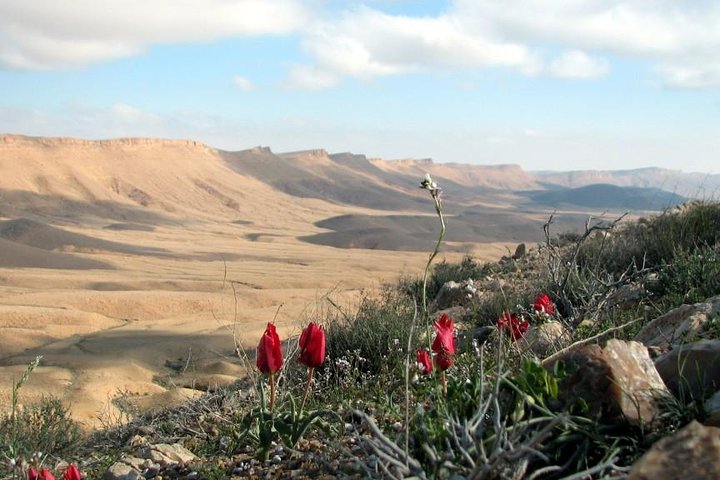 Explore Ramon Crater: 2-Hour Guided Jeep tour from Mitzpe Ramon