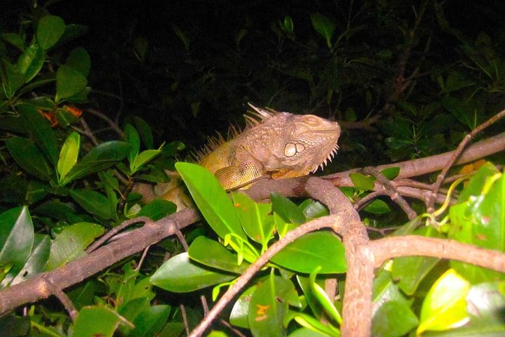 Two-in-One Day Trip: El Yunque and Bio Bay Tour with Transport