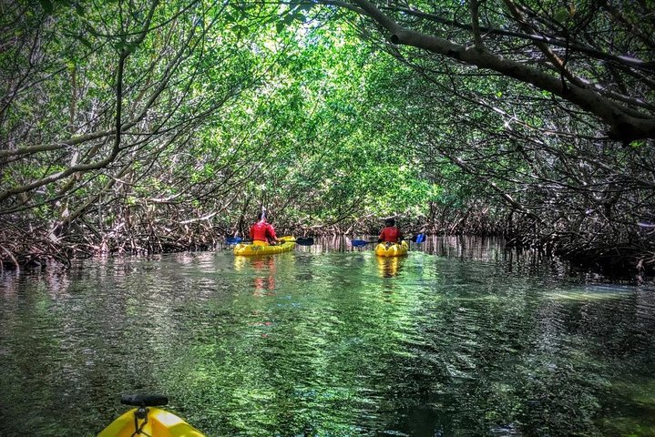 Two-in-One Day Trip: El Yunque and Bio Bay Tour with Transport