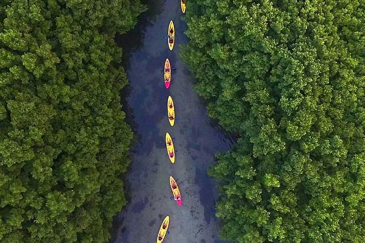 Two-in-One Day Trip: El Yunque and Bio Bay Tour with Transport