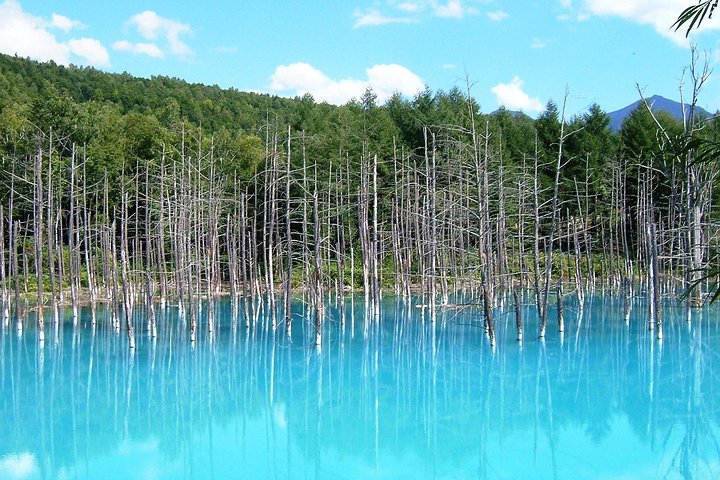 [Biei/Furano] One-day sightseeing by private car!