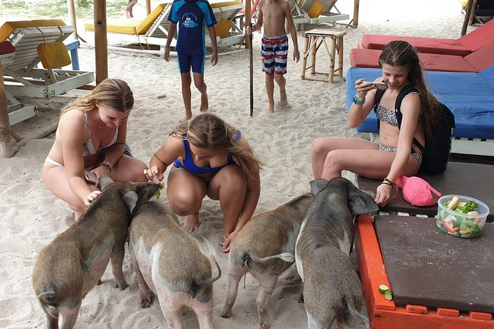 Half Day Pig Island and Snorkeling Experience