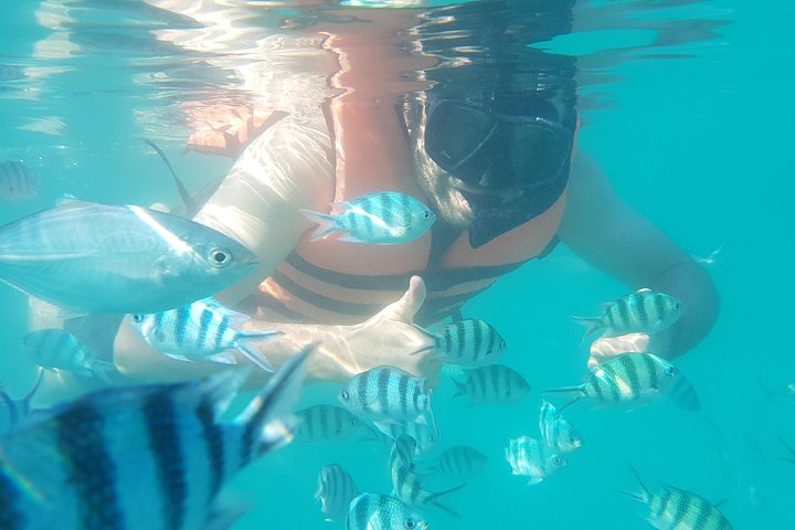 Half Day Pig Island and Snorkeling Experience