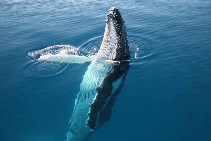 Hervey Bay Whale Watching Cruise