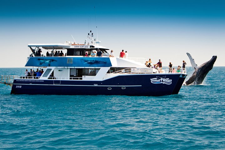 Hervey Bay Whale Watching Cruise