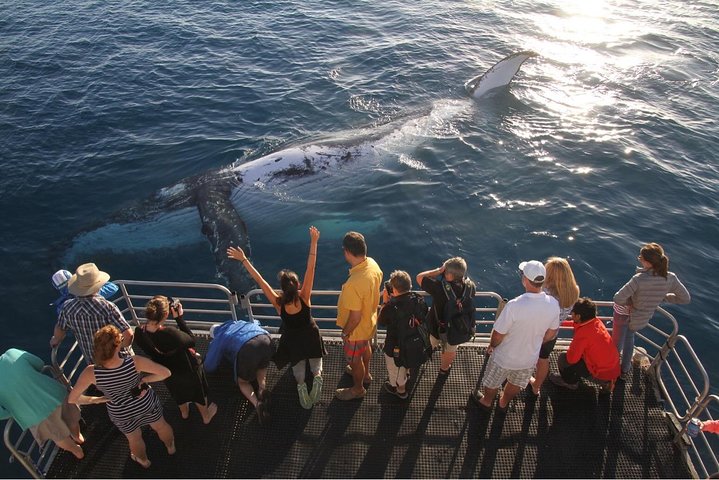 Hervey Bay Whale Watching Cruise