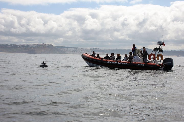 Observation of dolphins