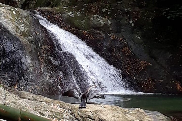 Birdwatching, Waterfall, Rainforest and Island Nature Tours