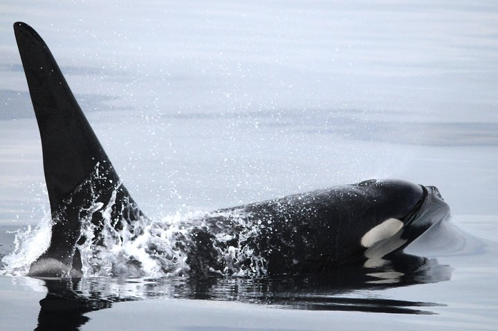 Victoria Half-Day Whale Watching Adventure with Free Photos