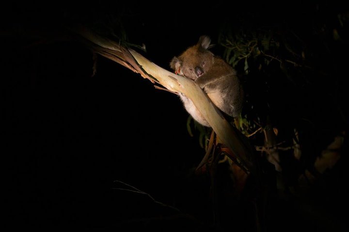Sunset Nocturnal Adventure Tour