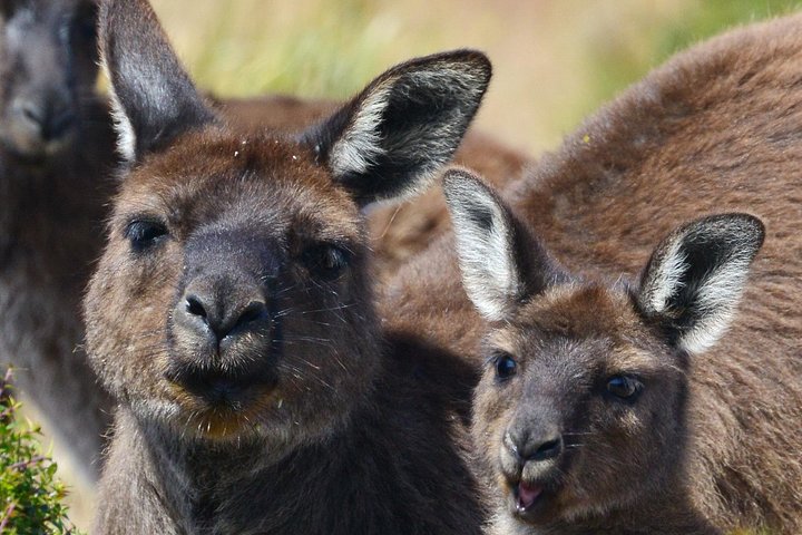Guided Koala Walk and Bushfire ecology tour