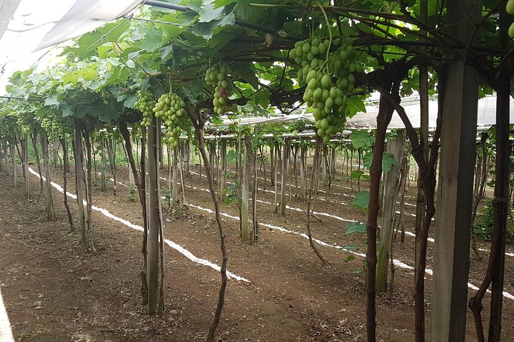 Vale dos Vinhedos: Private Group Tour from Porto Alegre