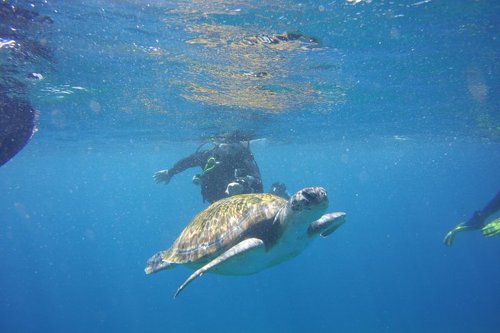 Scuba Diving Beginner's Session in Costa Adeje