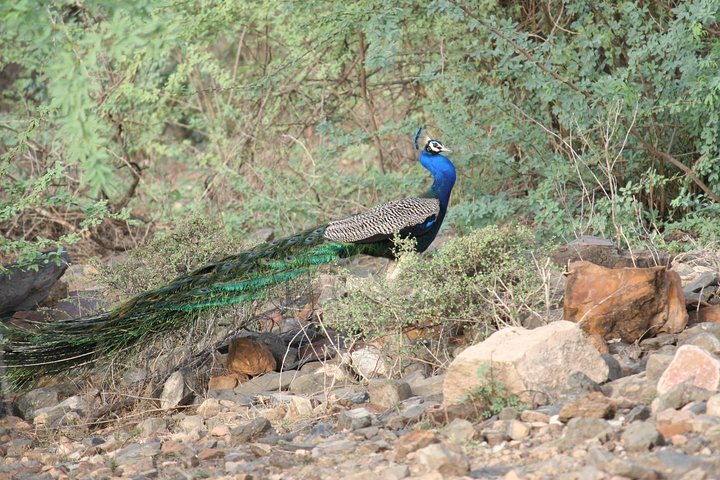 Sariska Tiger Reserve Assistance for Gypsy Private Safari Tickets