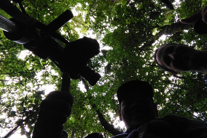 Monteverde Cloud Forest Hanging Bridges Guided Walk