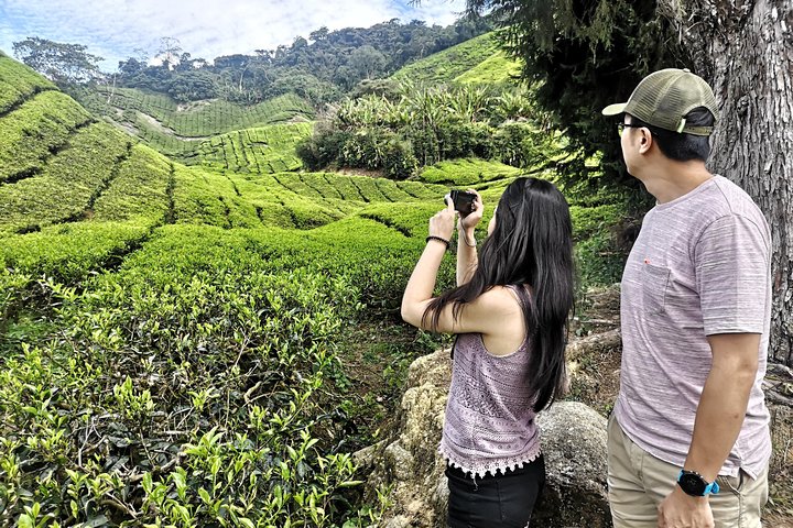 Cameron Highland Best Day Tour from Ipoh with Lunch ( Day Trip)