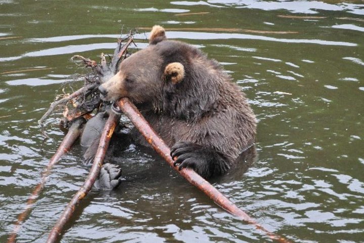Sitka Up Close: Bears, Eagles & Totem Forest Walk (Small Group)