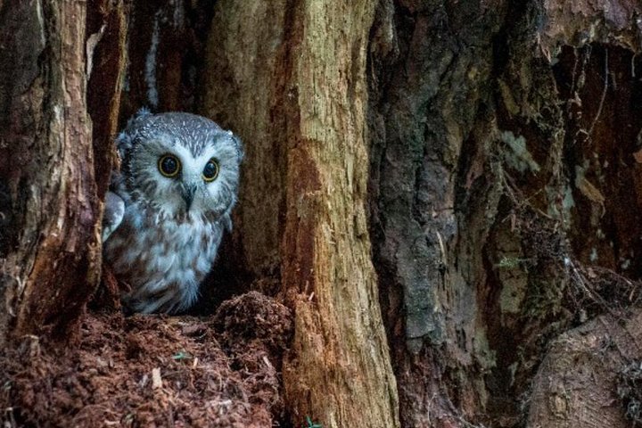 Sitka Up Close: Bears, Eagles & Totem Forest Walk (Small Group)