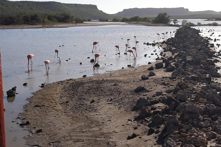 Curaçao Highlights tour: Hato Caves, Flamingos & Beach Time