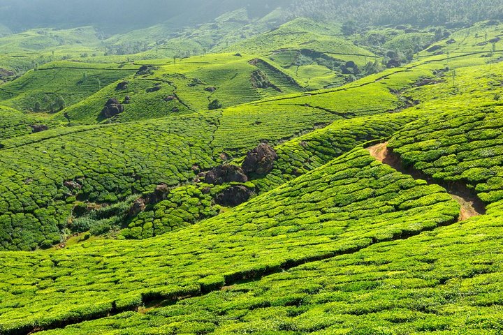 8 Days Kerala Private Tour (3 Star) with Munnar, Houseboat & Cab- Iris Holidays