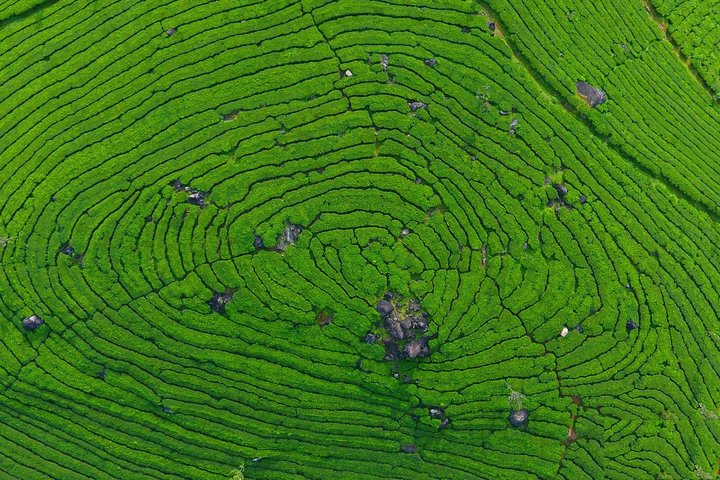 8 Days Kerala Private Tour (3 Star) with Munnar, Houseboat & Cab- Iris Holidays