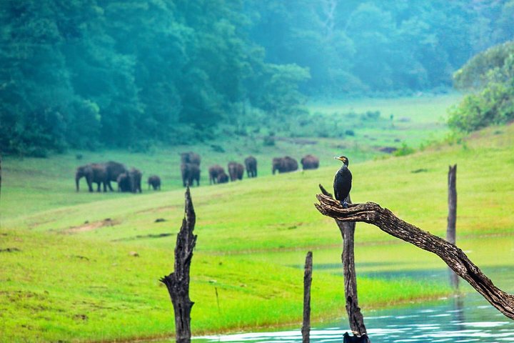 8 Days Kerala Private Tour (3 Star) with Munnar, Houseboat & Cab- Iris Holidays